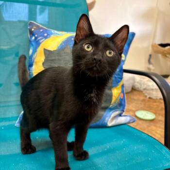 Kygo #2258 -  Domestic Short Hair Cat for Adoption in Buffalo, New York - Kygo #2258 | PetCurious