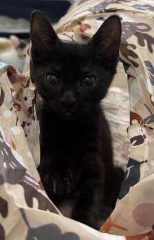 Inky -  Domestic Short Hair Cat for Adoption in Oviedo, Florida - Inky | PetCurious