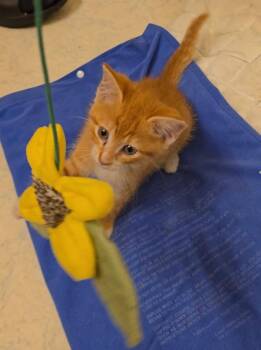Bush -  Domestic Short Hair Cat for Adoption in Buford, Georgia - Bush | PetCurious