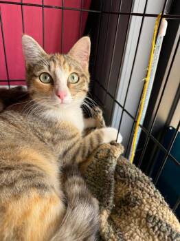 Domestic Medium Hair Cats Available for Adoption in Valley Park, Oklahoma - Andromida | PetCurious