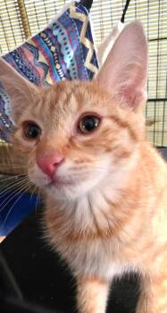 Rescue Domestic Short Hair Cats for Adoption in Great Neck, New York - Bonsai | PetCurious