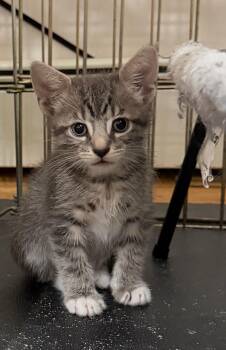 ZEPPOLE -  Domestic Short Hair Cat for Adoption in Smithtown, New York - ZEPPOLE | PetCurious