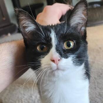 Domestic Short Hair Cats Available for Adoption - Little Tortilla | PetCurious
