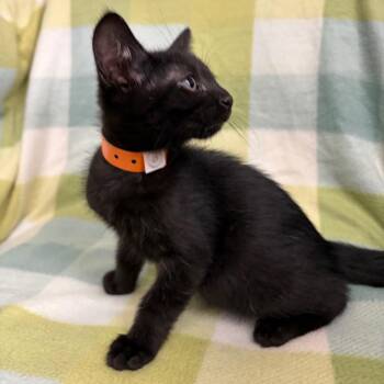 Chowder -  Domestic Short Hair Cat for Adoption in West Point, Mississippi - Chowder | PetCurious