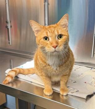 GARFIELD -  Domestic Long Hair Cat for Adoption in Minneapolis, Minnesota - GARFIELD | PetCurious