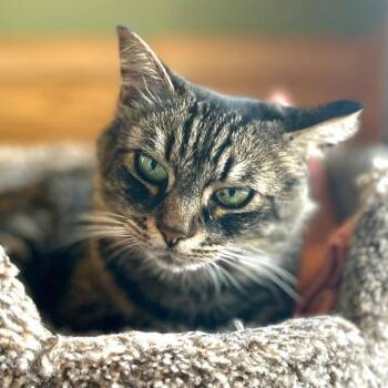 Domestic Medium Hair Cats Available for Adoption in Port Washington, New York - Prilia | PetCurious