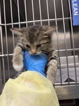 Rescue Domestic Short Hair Cats for Adoption in Las Vegas, Nevada - RAVEN | PetCurious