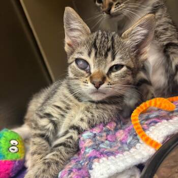 Domestic Short Hair Cats Available for Adoption in Newark, New Jersey - Rick | PetCurious