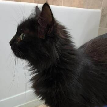 Calypso 2 -  Domestic Long Hair Cat for Adoption in Winchester, Virginia - Calypso 2 | PetCurious