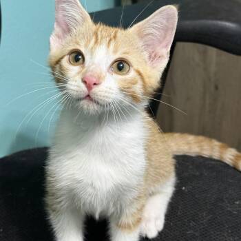 Frankie -  Domestic Short Hair and Tabby Cat for Adoption in Omaha, Nebraska - Frankie | PetCurious