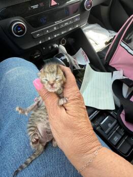 *Azzy -  Domestic Short Hair Cat for Adoption in Newnan, Georgia - *Azzy | PetCurious