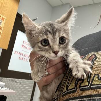 Kathy -  Domestic Short Hair Cat for Adoption in Durango, Colorado - Kathy | PetCurious