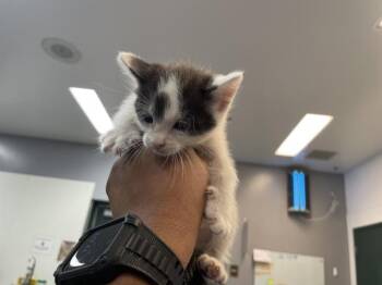 A1909752 -  Domestic Short Hair Cat for Adoption in Thousand Palms, California - A1909752 | PetCurious