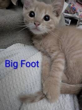 Rescue Extra Toes Cat Hemingway Polydactyl Cats for Adoption in Aurora, Indiana - Gaylenes : Big Foot | PetCurious