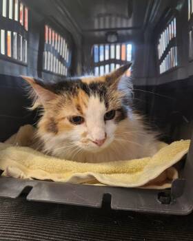 Evion -  Domestic Long Hair Cat for Adoption in Evansville, Indiana - Evion | PetCurious
