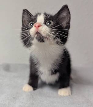 Speck -  Domestic Short Hair Cat for Adoption in Little Falls, Minnesota - Speck | PetCurious