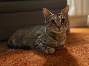 Rescue Domestic Short Hair Cats for Adoption in Grand Rapids, Michigan - Sunday | PetCurious