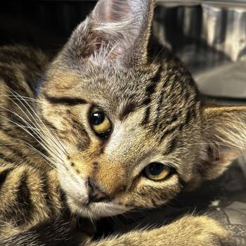 Flip -  Domestic Short Hair Cat for Adoption in Chicago, Illinois - Flip | PetCurious