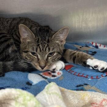 Xander -  Domestic Short Hair Cat for Adoption in Lakeland, Florida - Xander | PetCurious