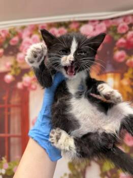 VINNY -  Domestic Short Hair Cat for Adoption in San Bernardino, California - VINNY | PetCurious