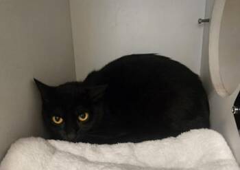 Zoomie -  Domestic Short Hair Cat for Adoption in Phoenixville, Pennsylvania - Zoomie | PetCurious