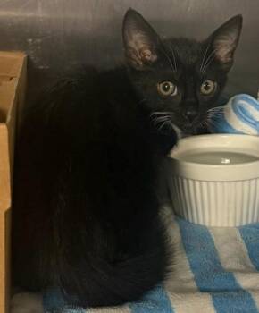 Almond -  Domestic Short Hair Cat for Adoption in Honolulu, Hawaii - Almond | PetCurious