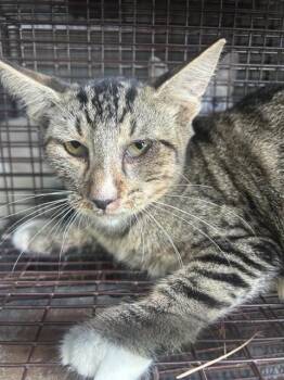 A661748 -  Domestic Short Hair Cat for Adoption in Houston, Texas - A661748 | PetCurious