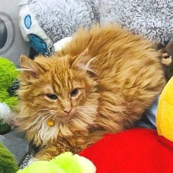 Julius -  Tabby Cat for Adoption in Millcreek, Utah - Julius | PetCurious
