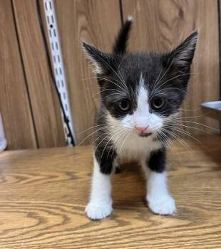 Kitten 27854 (Croissant) -  Domestic Short Hair Cat for Adoption in Parlier, California - Kitten 27854 (Croissant) | PetCurious