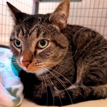 Rescue Domestic Short Hair Cats for Adoption in Medford, Oregon - Petey | PetCurious