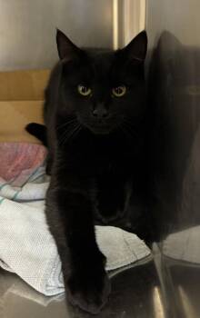 Domestic Short Hair Cats Available for Adoption - Clawless | PetCurious