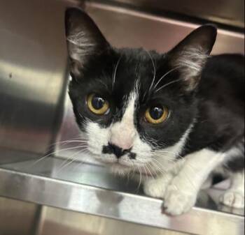 Miso -  Domestic Short Hair Cat for Adoption in Cincinnati, Ohio - Miso | PetCurious
