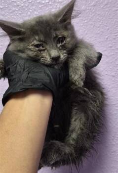 61289917 -  Domestic Short Hair Cat for Adoption in El Paso, Texas - 61289917 | PetCurious