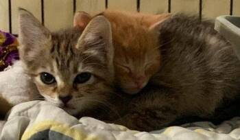 Wall-E -  Domestic Short Hair Cat for Adoption in Tampa, Florida - Wall-E | PetCurious