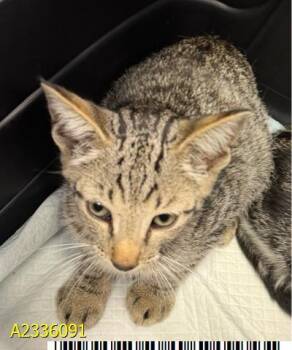 GERITE -  Domestic Short Hair Cat for Adoption in West Palm Beach, Florida - GERITE | PetCurious