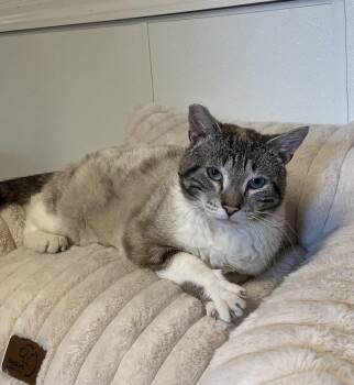 Galahad -  Domestic Short Hair Cat for Adoption in Harrison, New York - Galahad | PetCurious