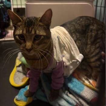 Rocky -  Domestic Short Hair Cat for Adoption in Layton, Utah - Rocky | PetCurious