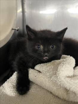 *CHOCO -  Domestic Short Hair Cat for Adoption in Woodland, California - *CHOCO | PetCurious
