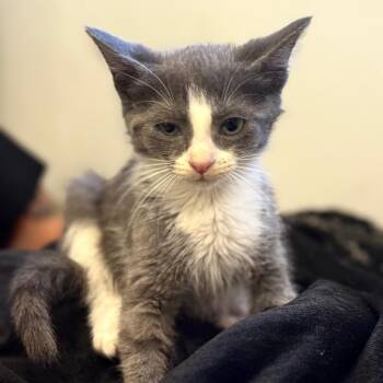 Adelita -  Domestic Short Hair Cat for Adoption in Wheeling, Illinois - Adelita | PetCurious