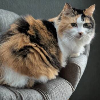 Callie -  Domestic Medium Hair Cat Available for Adoption in Silverton, Oregon - Callie | PetCurious