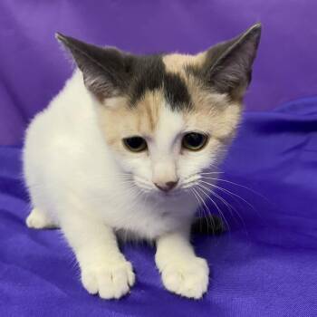 lambchop -  Domestic Short Hair Cat for Adoption in North Myrtle Beach, South Carolina - Lambchop | PetCurious