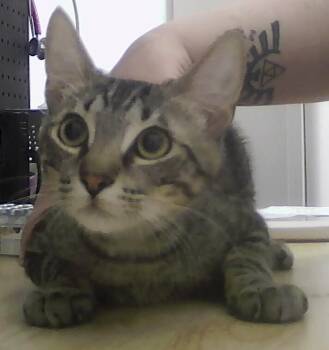 Domestic Short Hair Cats Available for Adoption in Dayton, Minnesota - Graham | PetCurious