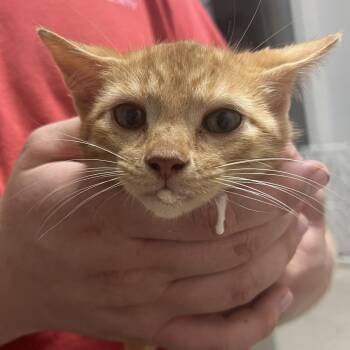 Nibblekins -  Domestic Short Hair Cat for Adoption in Birmingham, Alabama - Nibblekins | PetCurious