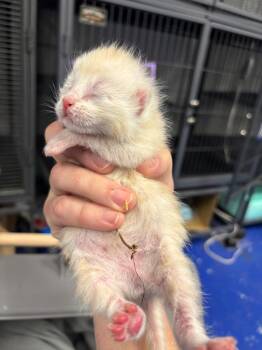 Domestic Short Hair Cats Available for Adoption - Coconut | PetCurious