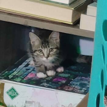 Rescue Domestic Short Hair Cats for Adoption in Buffalo, Wyoming - Washer | PetCurious