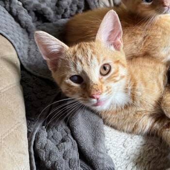 Rescue Domestic Short Hair Cats for Adoption in Volcano, Hawaii - Pikachu (COH-A-65433) | PetCurious