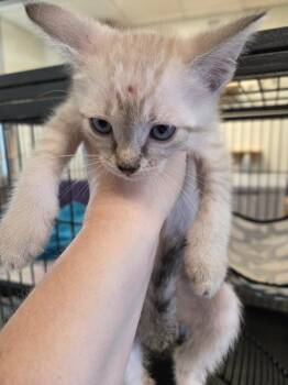 Cleo -  Siamese Cat Available for Adoption in Bossier City, Louisiana - Cleo | PetCurious