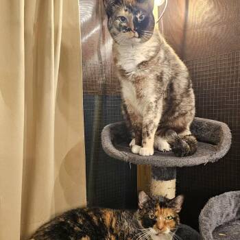 PHANTOM & OPERA -  Siamese and Calico Cat for Adoption in Largo, Florida - PHANTOM & OPERA | PetCurious