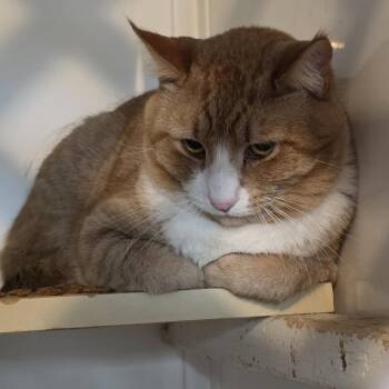 Domestic Short Hair Cats Available for Adoption - Rusty | PetCurious