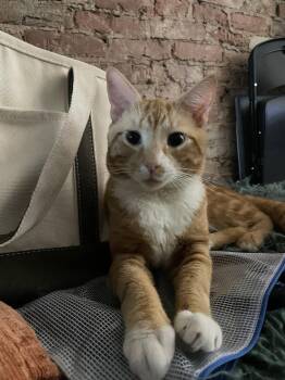 Garfield -  Egyptian Mau Cat for Adoption in Philadelphia, Pennsylvania - Garfield | PetCurious